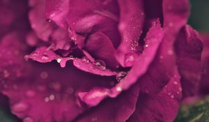 Preview wallpaper rose, petals, drops, wet, macro