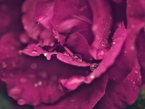 Preview wallpaper rose, petals, drops, wet, macro