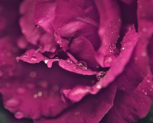 Preview wallpaper rose, petals, drops, wet, macro