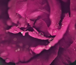 Preview wallpaper rose, petals, drops, wet, macro