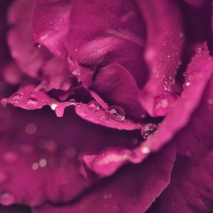 Preview wallpaper rose, petals, drops, wet, macro