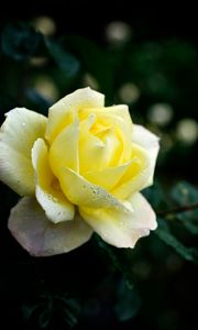 Preview wallpaper rose, petals, flower, dew, drops, yellow