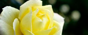 Preview wallpaper rose, petals, flower, dew, drops, yellow