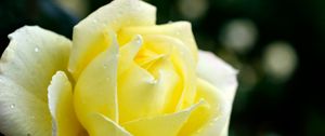 Preview wallpaper rose, petals, flower, dew, drops, yellow