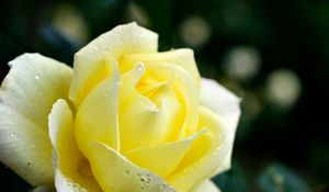 Preview wallpaper rose, petals, flower, dew, drops, yellow