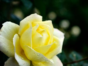 Preview wallpaper rose, petals, flower, dew, drops, yellow