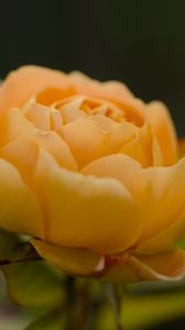 Preview wallpaper rose, petals, flower, yellow, macro