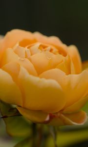 Preview wallpaper rose, petals, flower, yellow, macro