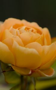 Preview wallpaper rose, petals, flower, yellow, macro