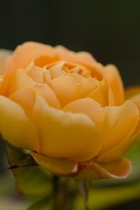 Preview wallpaper rose, petals, flower, yellow, macro