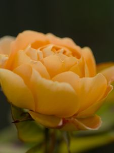 Preview wallpaper rose, petals, flower, yellow, macro