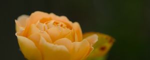 Preview wallpaper rose, petals, flower, yellow, macro