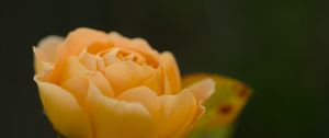 Preview wallpaper rose, petals, flower, yellow, macro