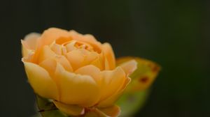 Preview wallpaper rose, petals, flower, yellow, macro