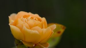 Preview wallpaper rose, petals, flower, yellow, macro