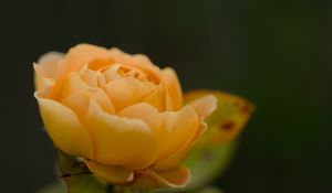 Preview wallpaper rose, petals, flower, yellow, macro