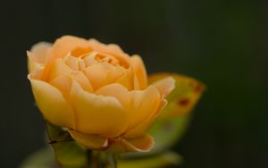 Preview wallpaper rose, petals, flower, yellow, macro