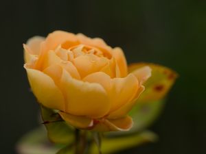 Preview wallpaper rose, petals, flower, yellow, macro