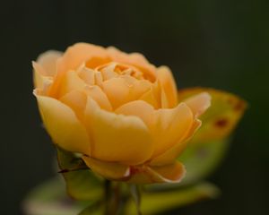 Preview wallpaper rose, petals, flower, yellow, macro