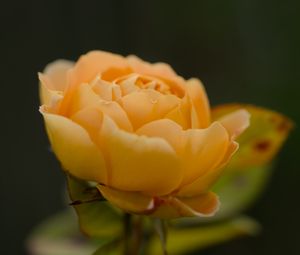 Preview wallpaper rose, petals, flower, yellow, macro