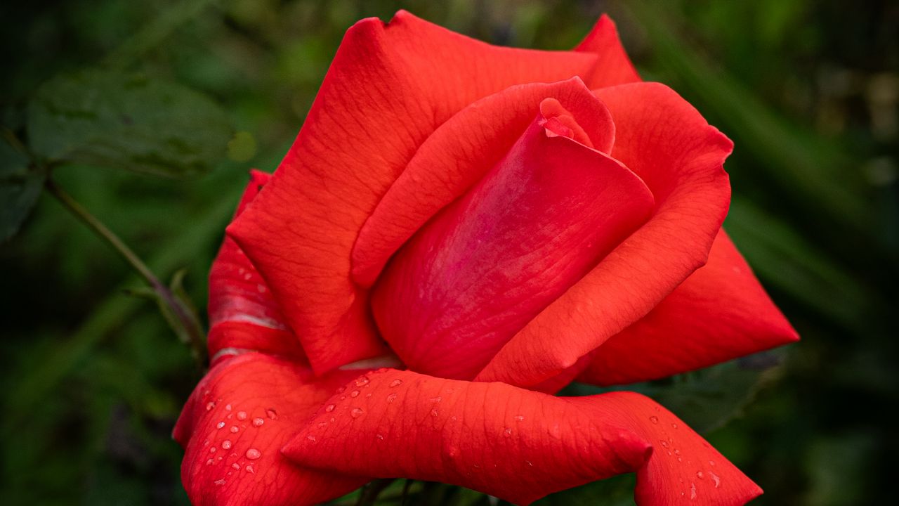 Wallpaper rose, petals, flower, drops, dew, red, macro