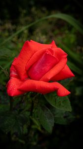 Preview wallpaper rose, petals, flower, drops, dew, red, macro