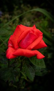 Preview wallpaper rose, petals, flower, drops, dew, red, macro