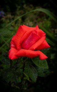 Preview wallpaper rose, petals, flower, drops, dew, red, macro