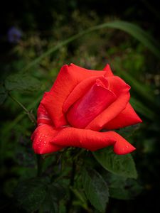 Preview wallpaper rose, petals, flower, drops, dew, red, macro