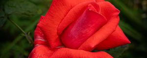 Preview wallpaper rose, petals, flower, drops, dew, red, macro