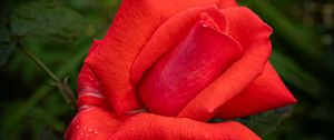 Preview wallpaper rose, petals, flower, drops, dew, red, macro