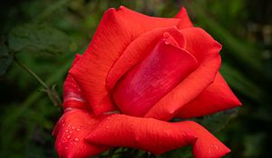 Preview wallpaper rose, petals, flower, drops, dew, red, macro