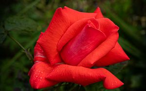 Preview wallpaper rose, petals, flower, drops, dew, red, macro