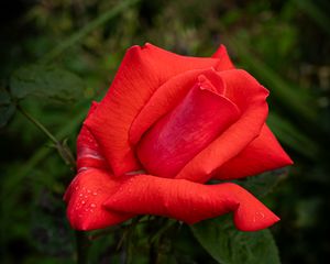 Preview wallpaper rose, petals, flower, drops, dew, red, macro