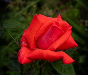 Preview wallpaper rose, petals, flower, drops, dew, red, macro