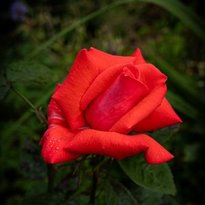 Preview wallpaper rose, petals, flower, drops, dew, red, macro