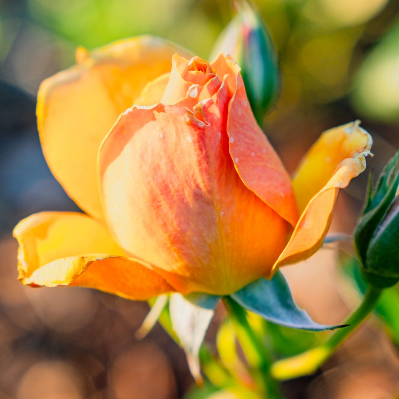 1280x1280 Wallpaper rose, petals, flower, bud, plant