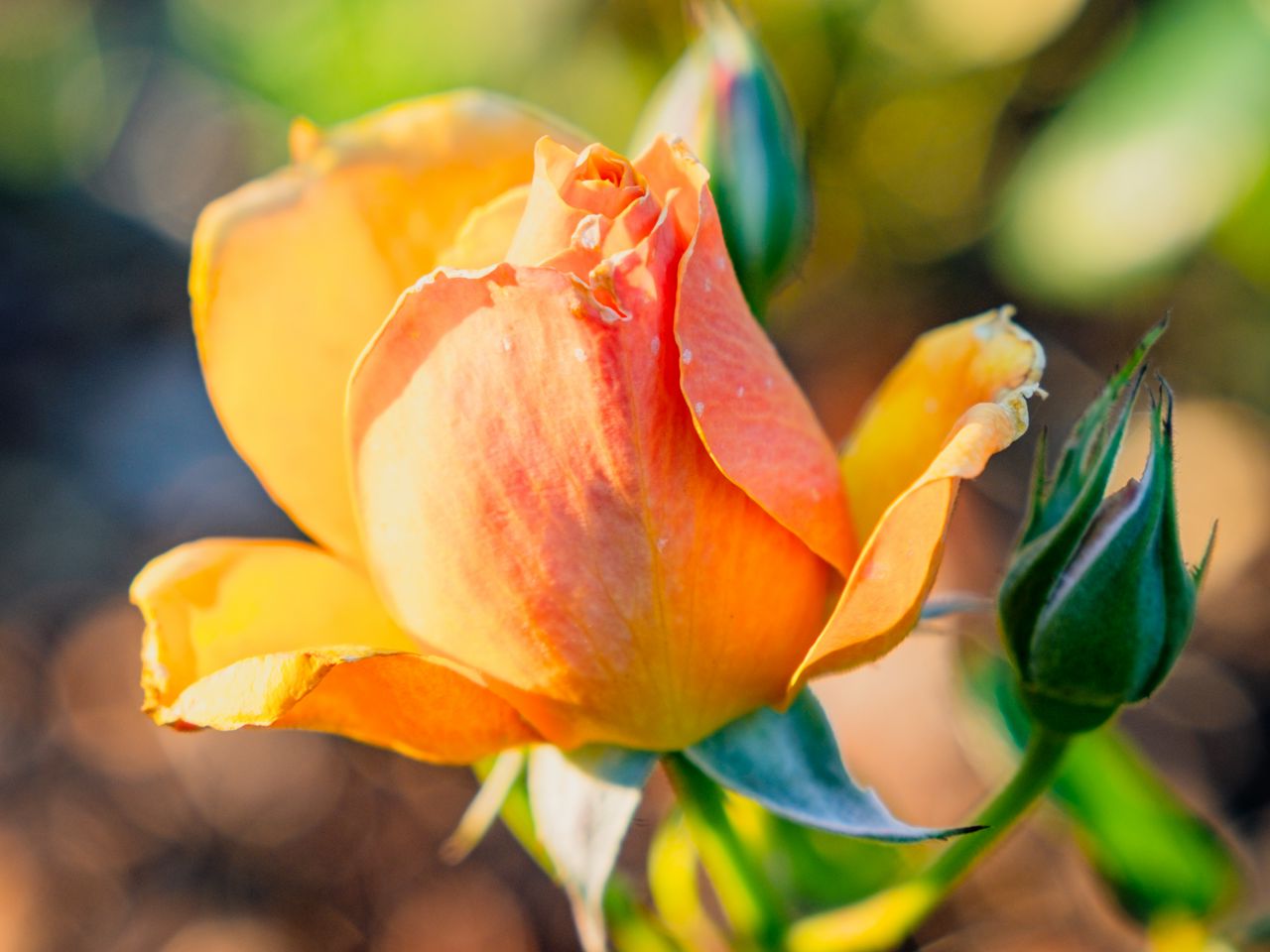 1280x960 Wallpaper rose, petals, flower, bud, plant