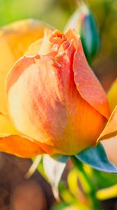 Preview wallpaper rose, petals, flower, bud, plant