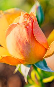 Preview wallpaper rose, petals, flower, bud, plant