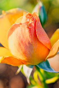 Preview wallpaper rose, petals, flower, bud, plant