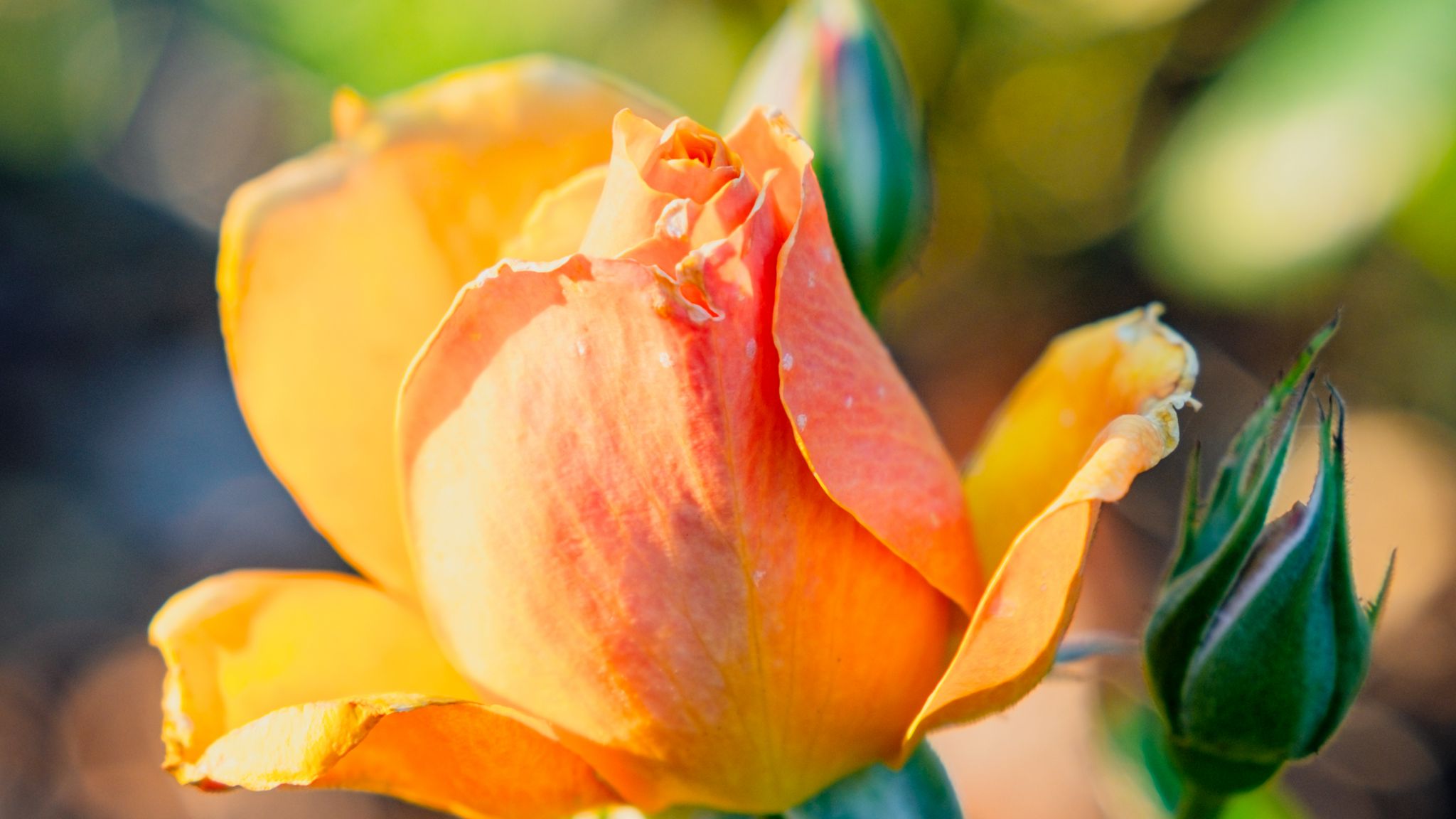 2048x1152 Wallpaper rose, petals, flower, bud, plant