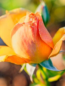 Preview wallpaper rose, petals, flower, bud, plant
