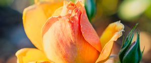 Preview wallpaper rose, petals, flower, bud, plant