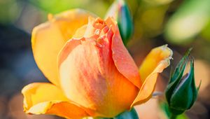 Preview wallpaper rose, petals, flower, bud, plant