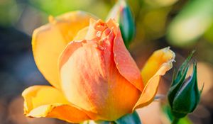 Preview wallpaper rose, petals, flower, bud, plant