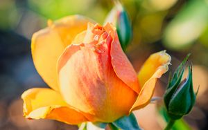 Preview wallpaper rose, petals, flower, bud, plant