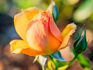 Preview wallpaper rose, petals, flower, bud, plant