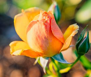 Preview wallpaper rose, petals, flower, bud, plant