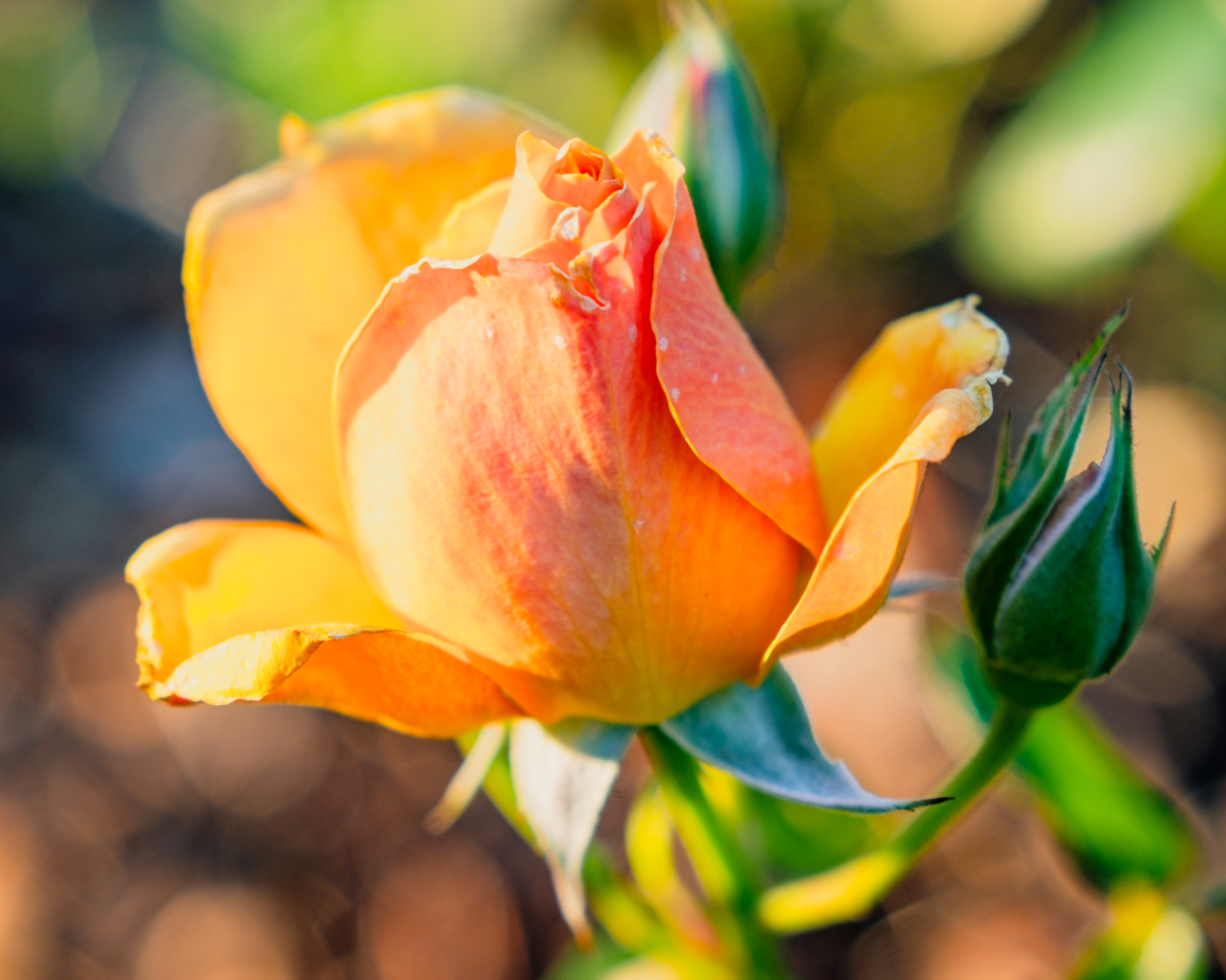 3574x2858 Wallpaper rose, petals, flower, bud, plant